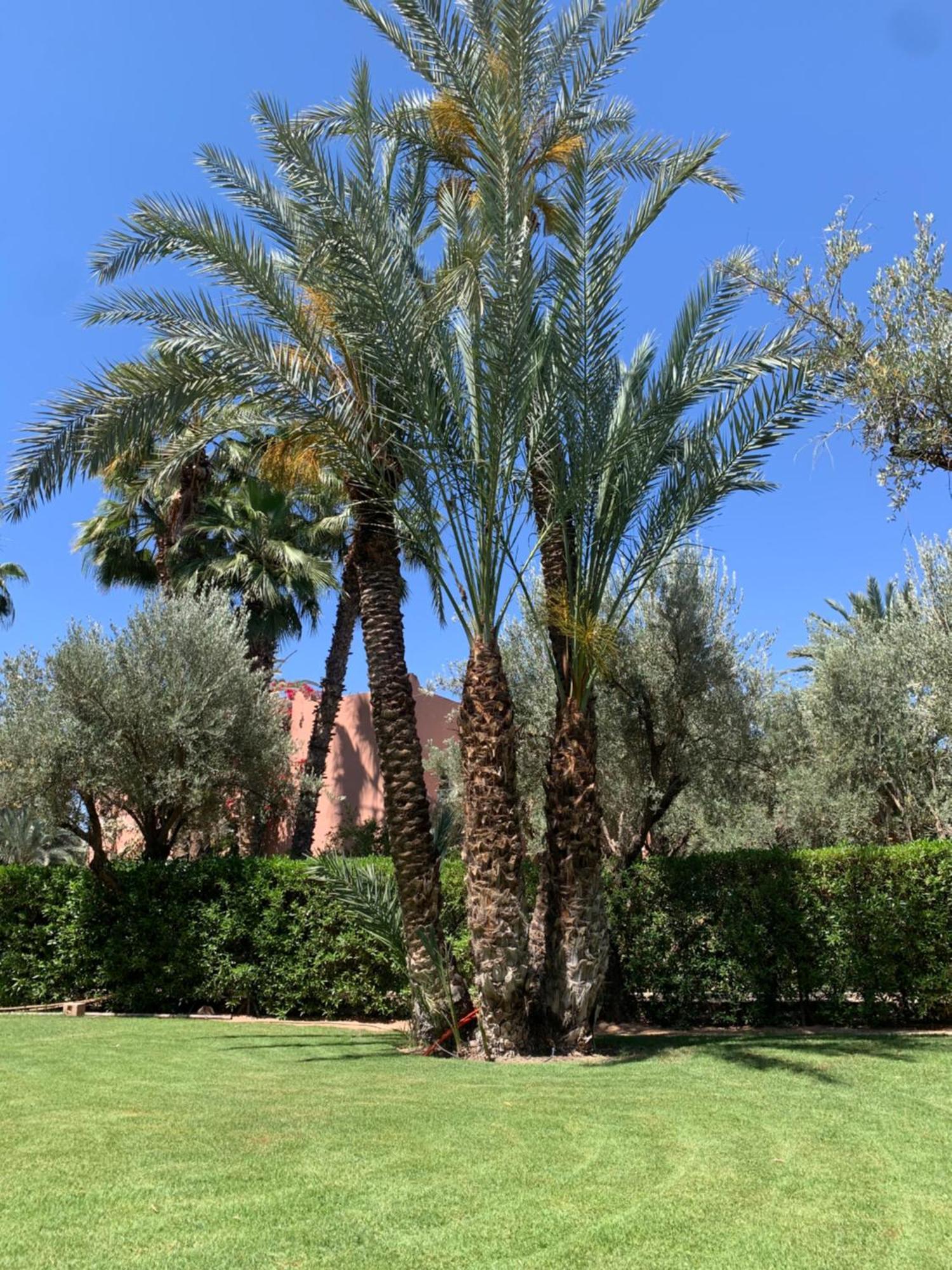 Avec Piscine Privatisee A La Palmeraie Marrakesch