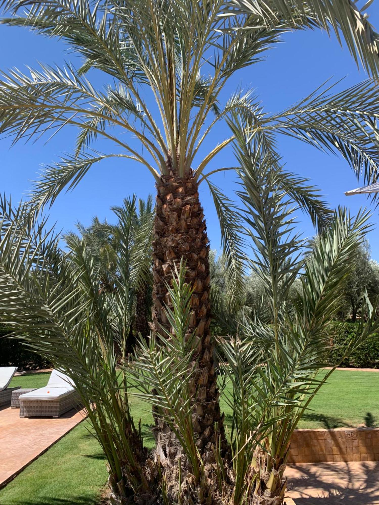 Villa Avec Piscine Privatisee A La Palmeraie Marrakesch